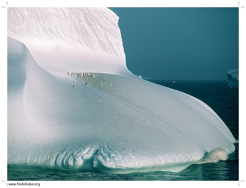 Penguins on Iceberg — White