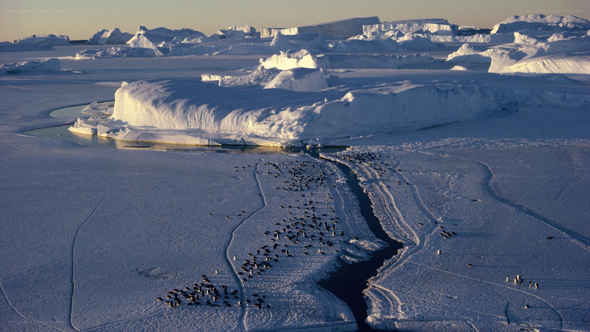 Penguins on icy landscape