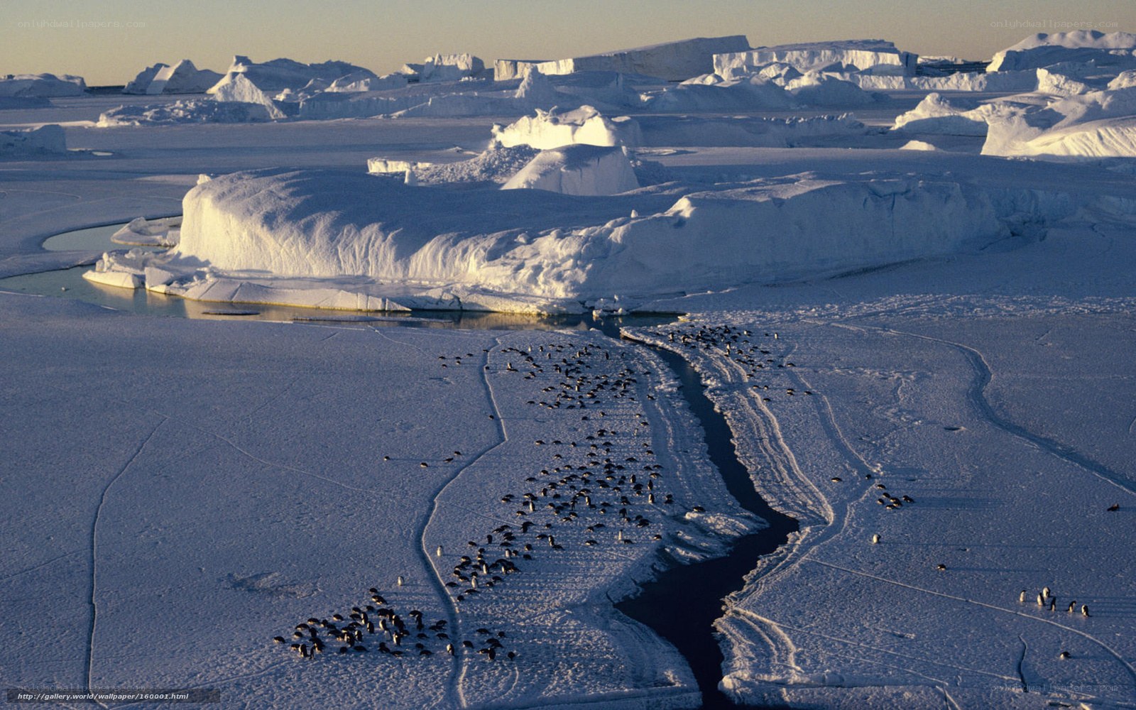 Penguins on icy landscape