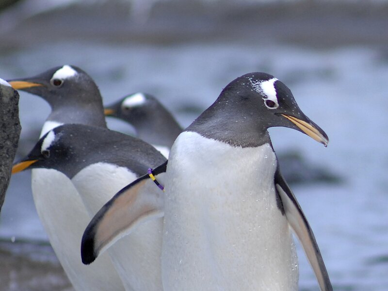 Penguins on Rocks — Black, Calm, Photograph
