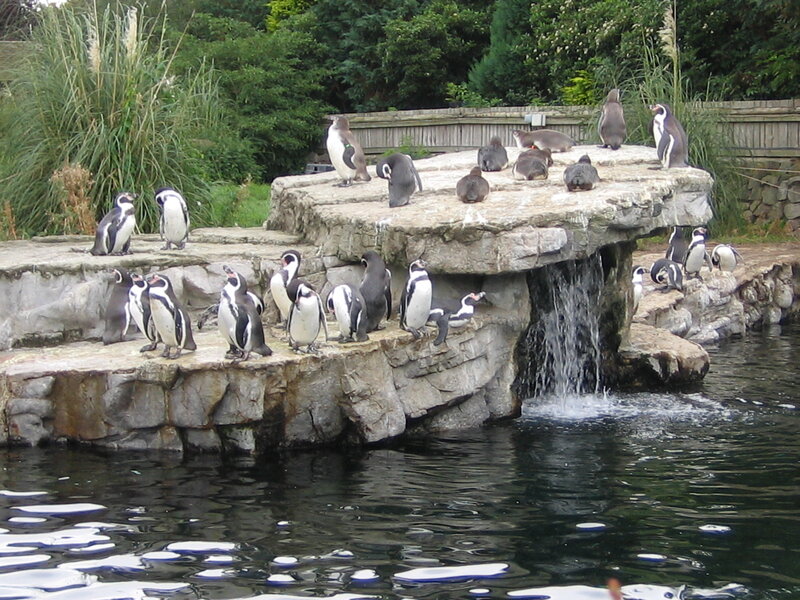 Penguins on Rocks — Black, Calm