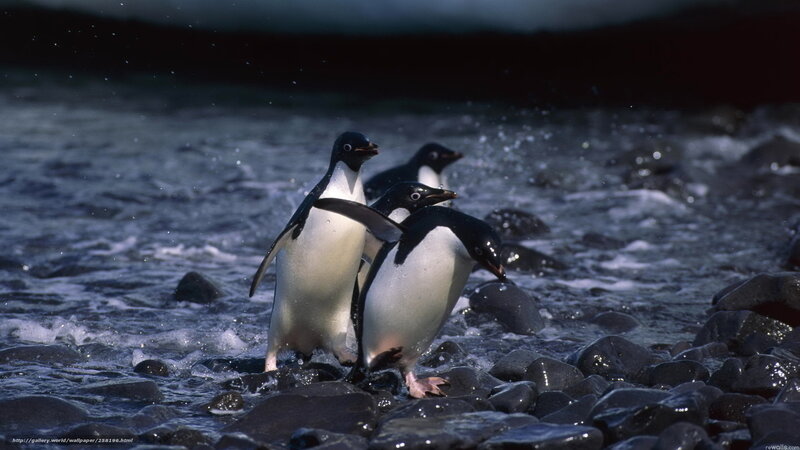 Penguins on Rocks — Black, Dramatic