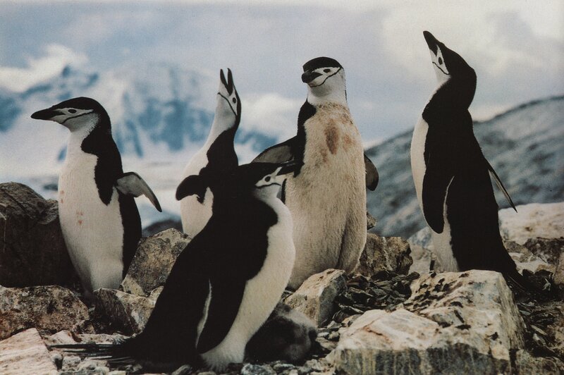 Penguins on Rocks — Black, Natural, Photograph