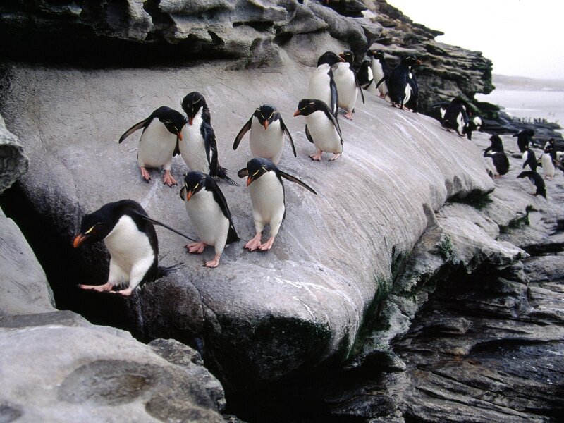 Penguins on Rocks — Black, Natural