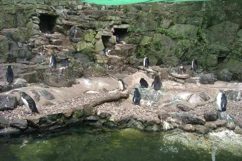 Penguins on Rocks — Black