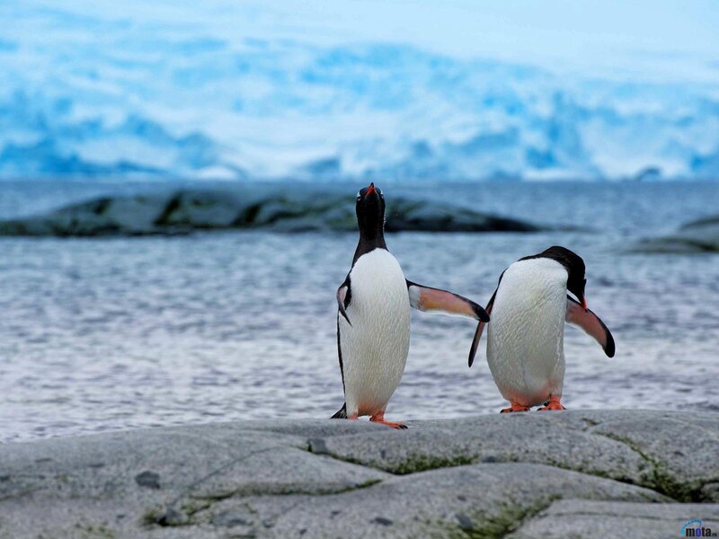 Penguins on Rocks — Blue, Cold, Photograph