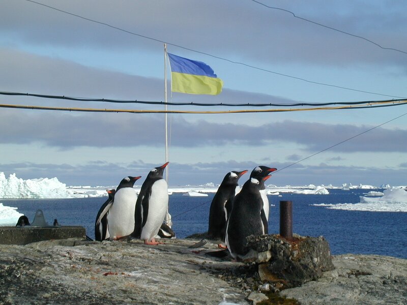 Penguins on Rocks — Blue, Cold