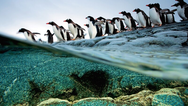 Penguins on Rocks — Blue, Natural, Photograph