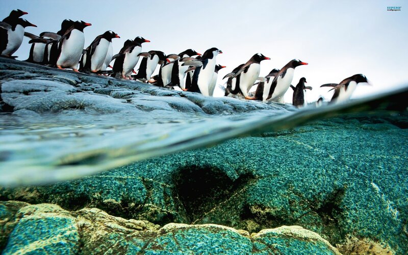 Penguins on Rocks — Blue, Natural, Photograph, Water, Sky, White