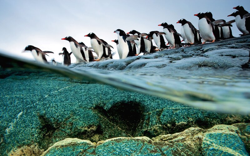 Penguins on Rocks — Blue, Natural