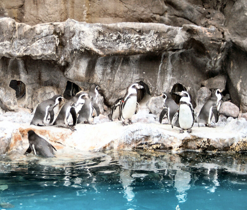 Penguins on Rocks — Blue