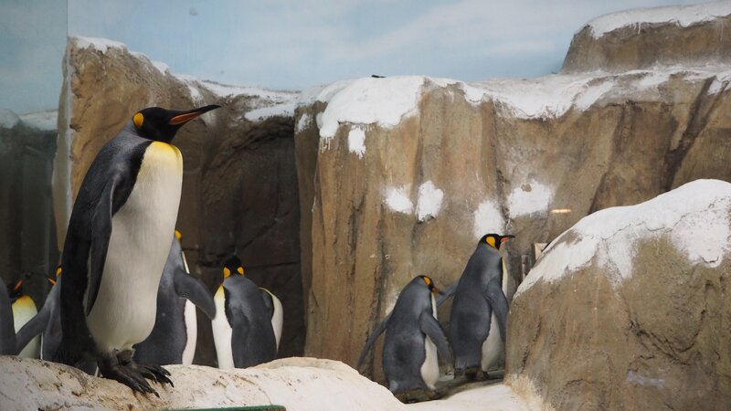 Penguins on Rocks — Gray, Calm