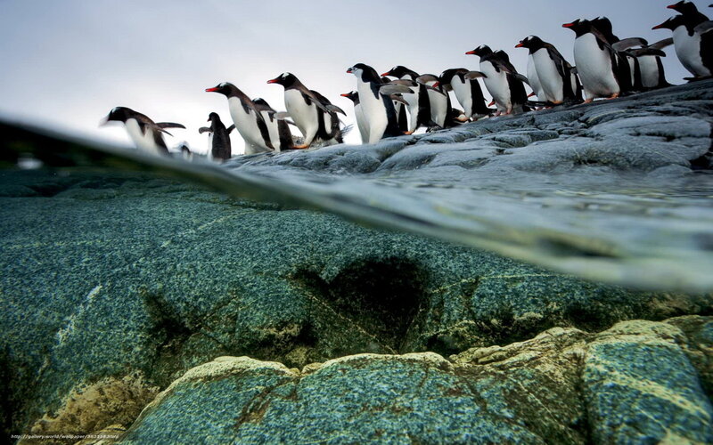 Penguins on Rocks — Gray, Natural, Photograph
