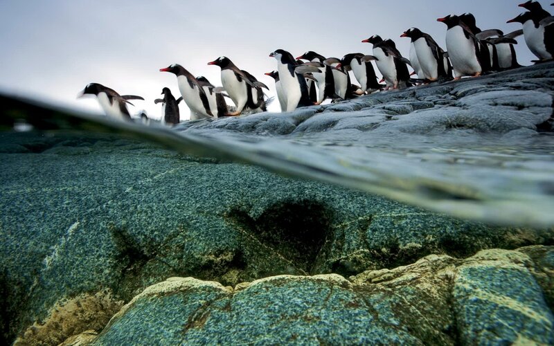 Penguins on Rocks — Gray, Natural