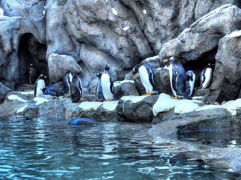 Penguins on Rocks — Gray