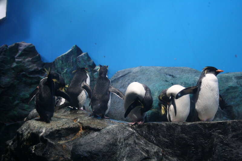 Penguins on Rocks