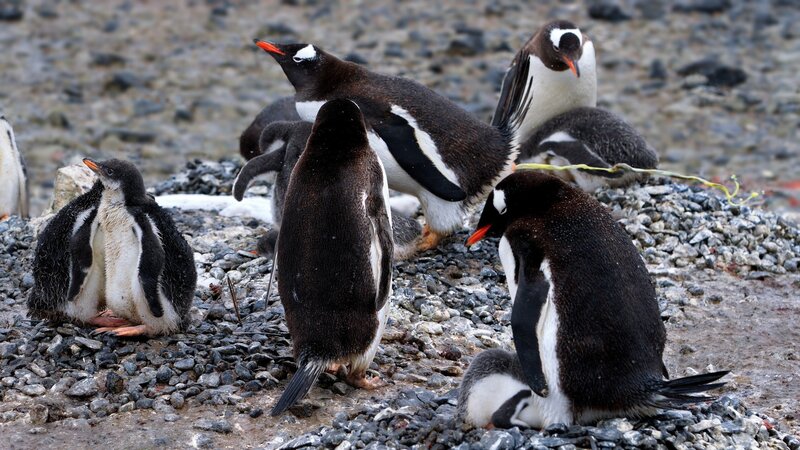 Penguins on Rocky Ground — Black, Natural