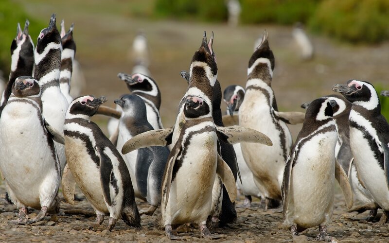 Penguins on Rocky Ground
