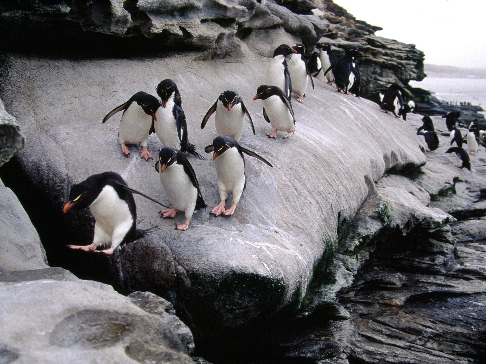 Penguins on rocky shore