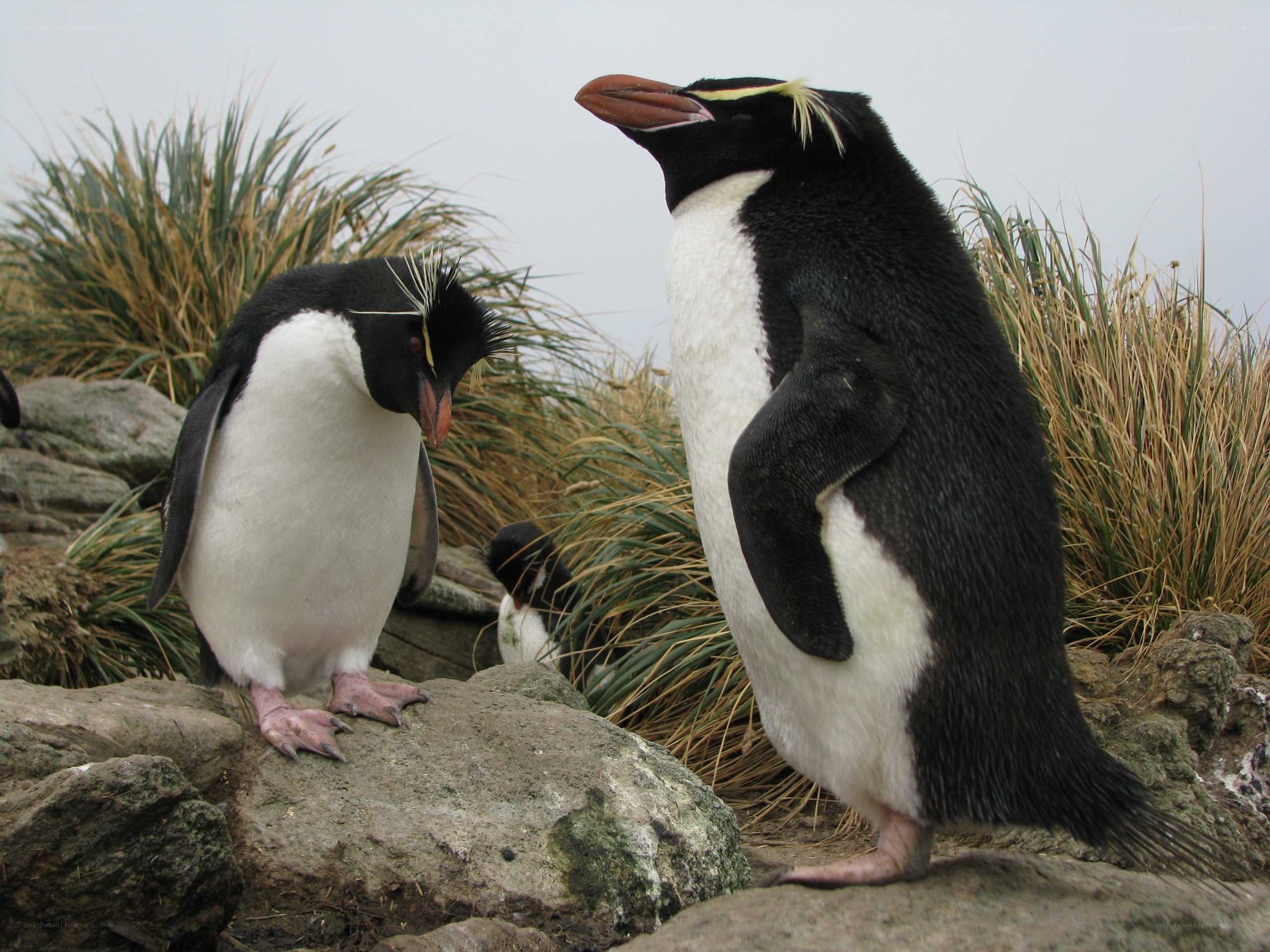 Penguins on rocky shore