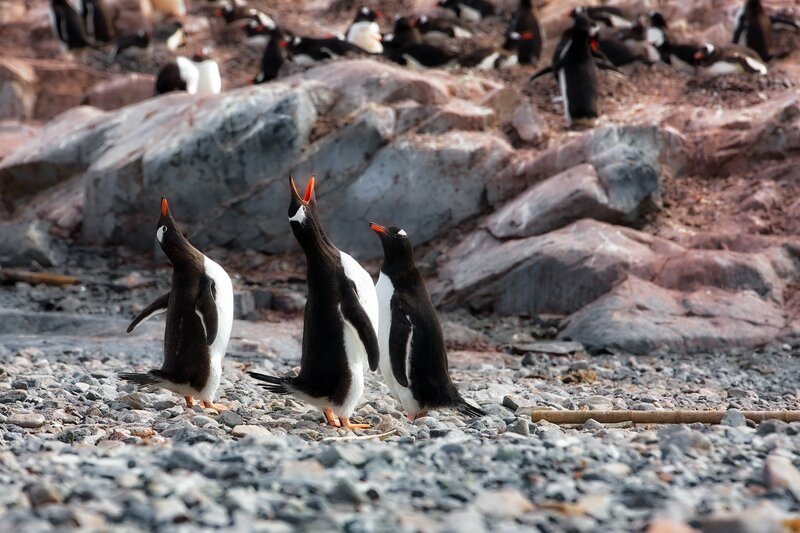 Penguins on Rocky Shore — Black, Natural