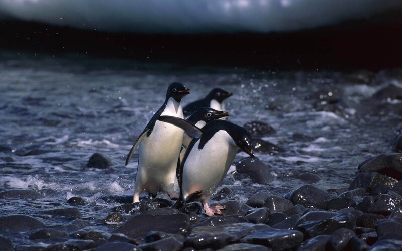 Penguins on Rocky Shore — Black