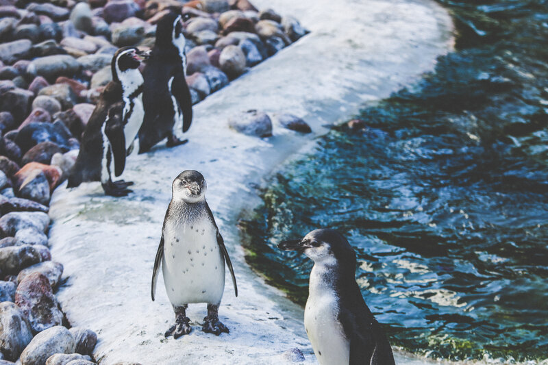Penguins on Rocky Shore — Blue, Calm