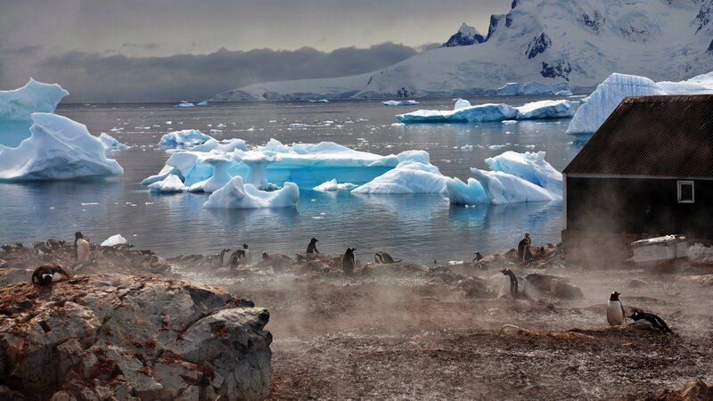 Penguins on Rocky Shore — Blue, Cold