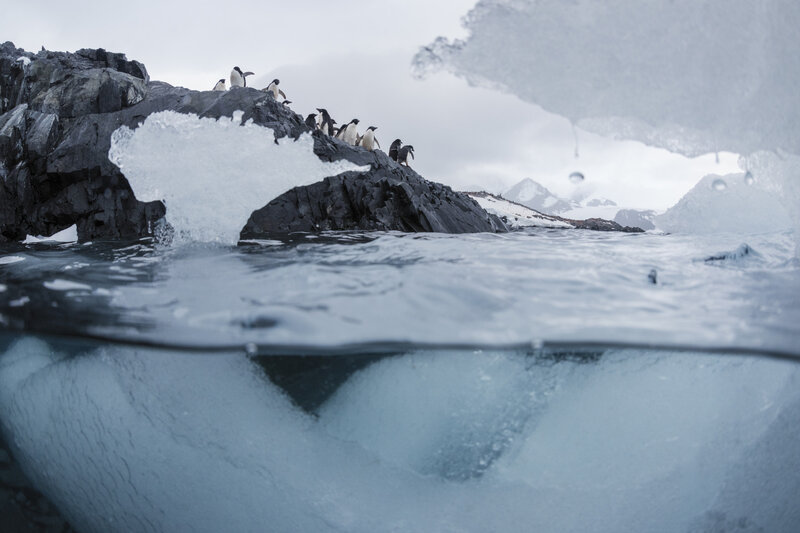 Penguins on Rocky Shore — Blue, Cold, Winter