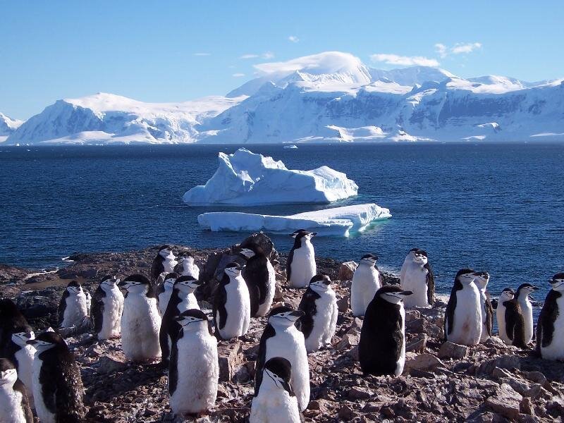 Penguins on Rocky Shore — Blue, Serene