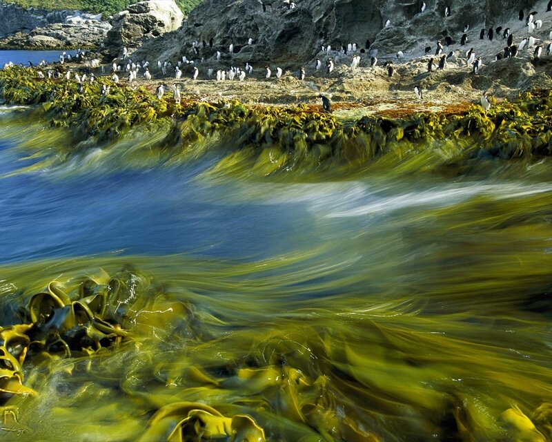 Penguins on Rocky Shore — Green