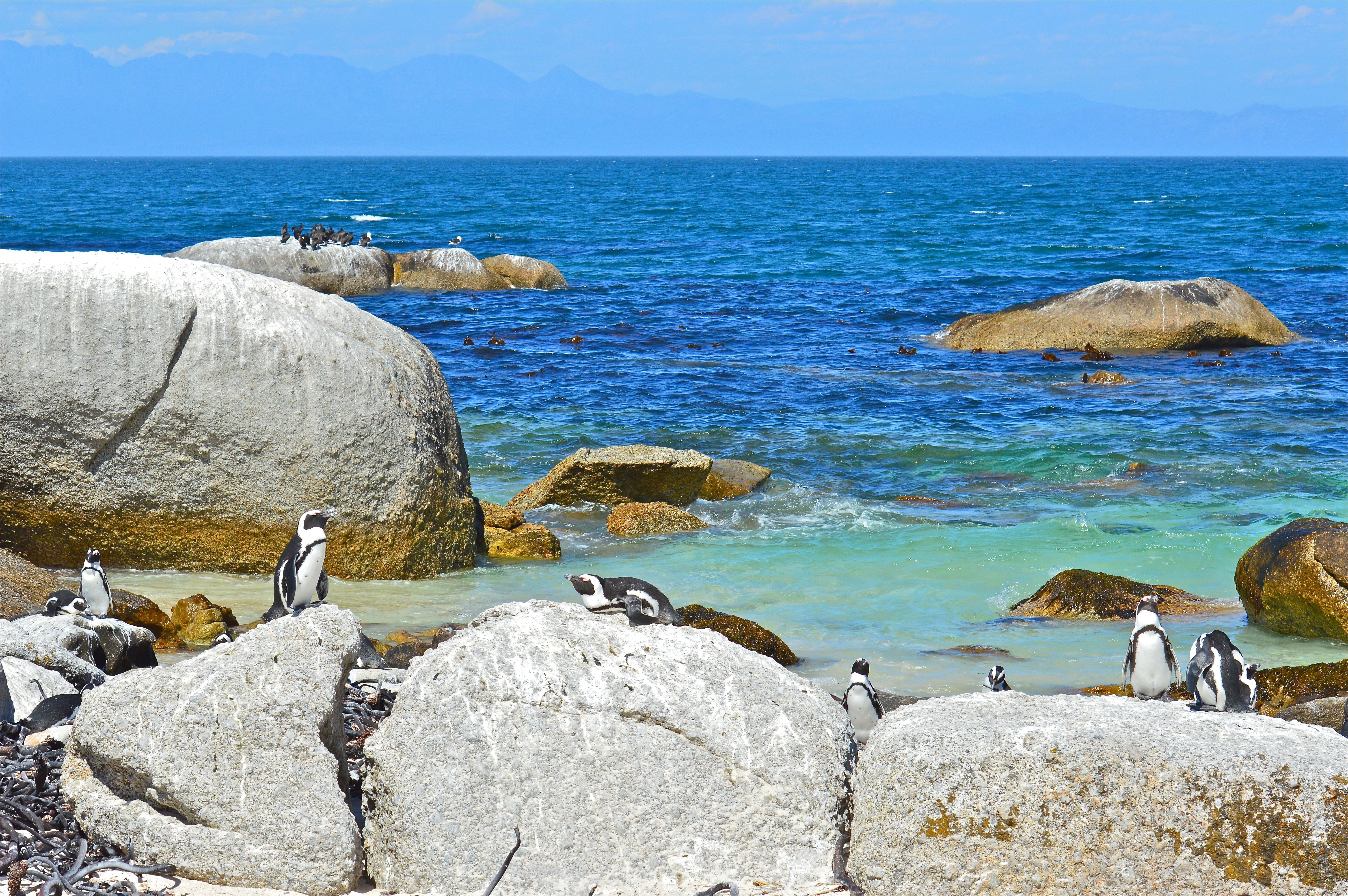 Penguins on rocky shore