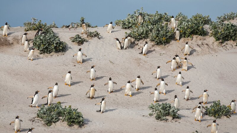 Penguins on Sandy Dune