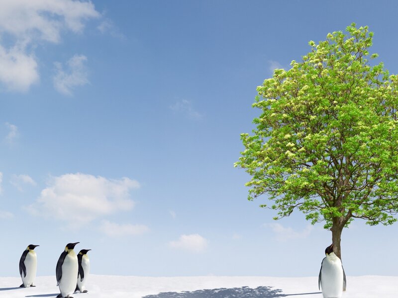 Penguins on Snow — Blue