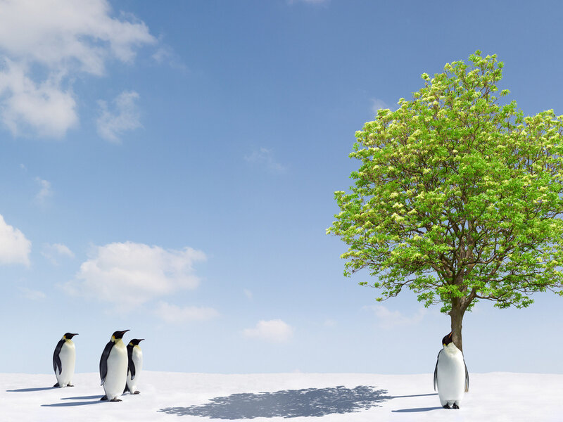 Penguins on Snow