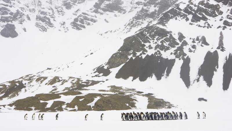 Penguins on Snow — White, Cold