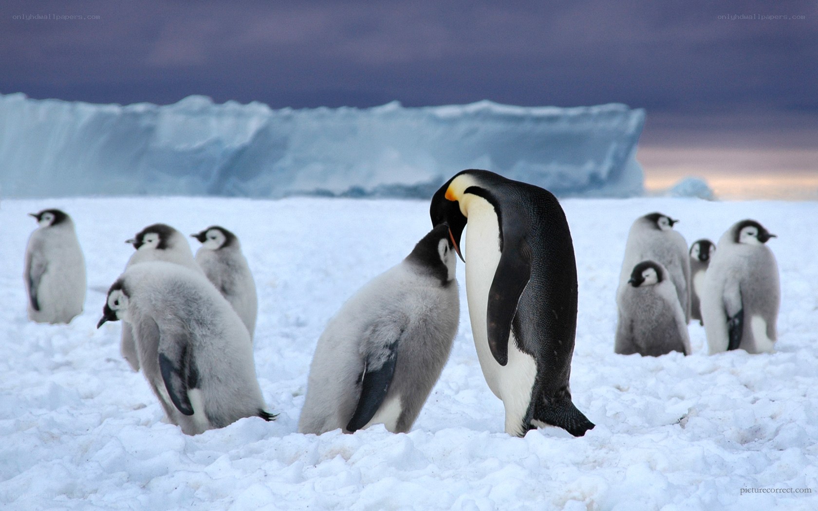 Penguins on snowy ice