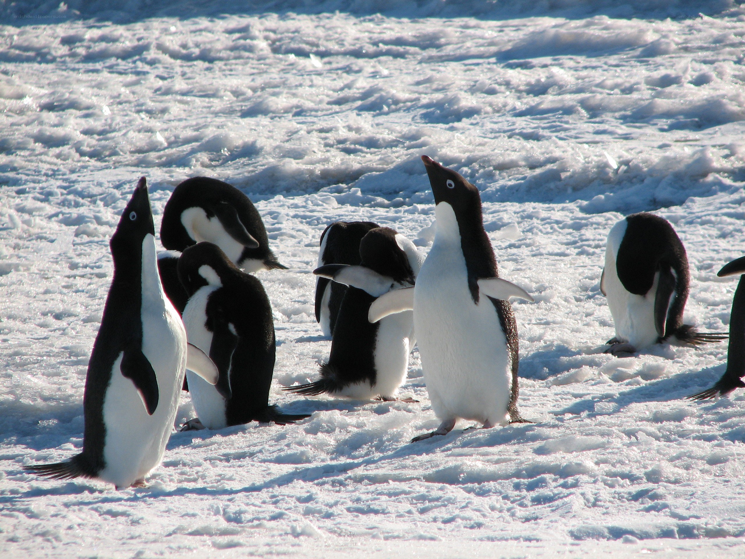 Penguins on snowy ice