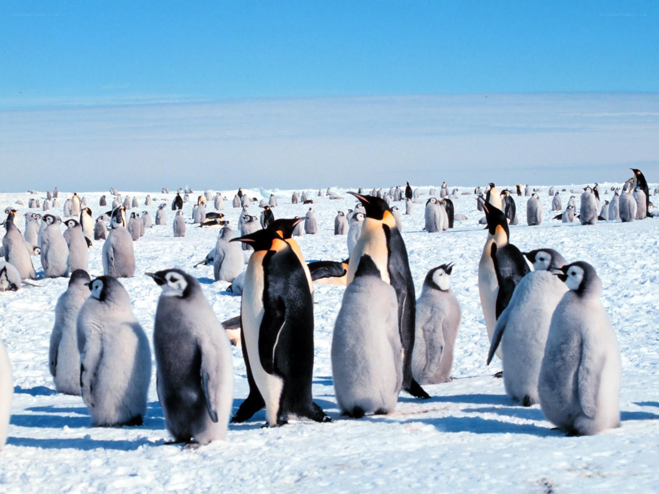 Penguins on snowy ice