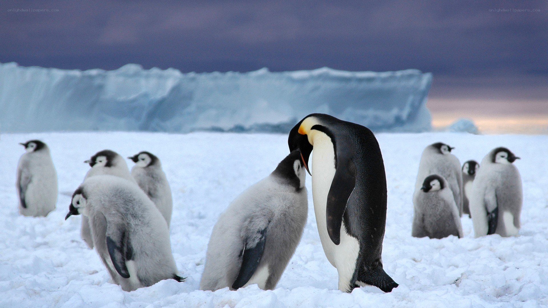 Penguins on snowy ice