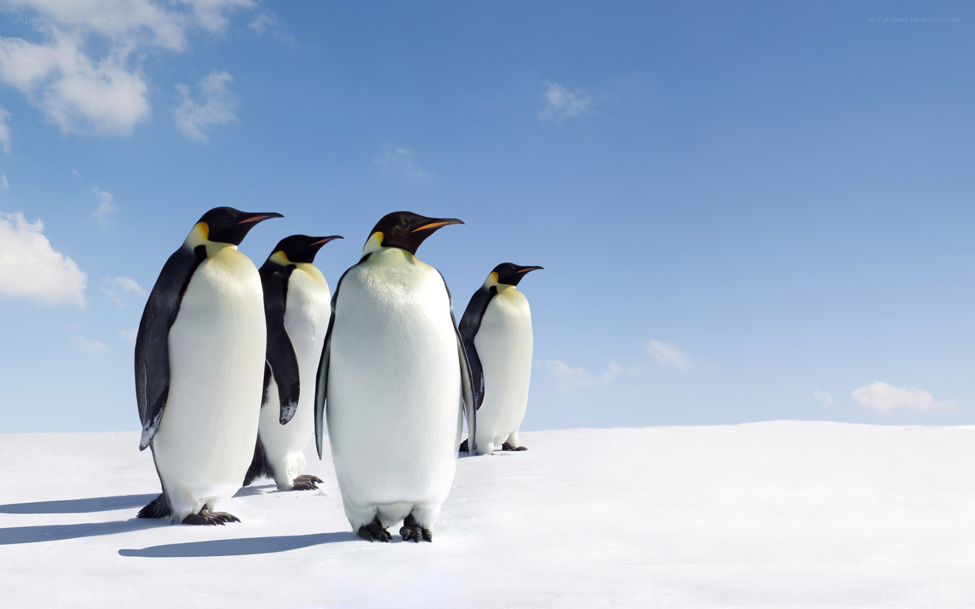 Penguins on snowy landscape