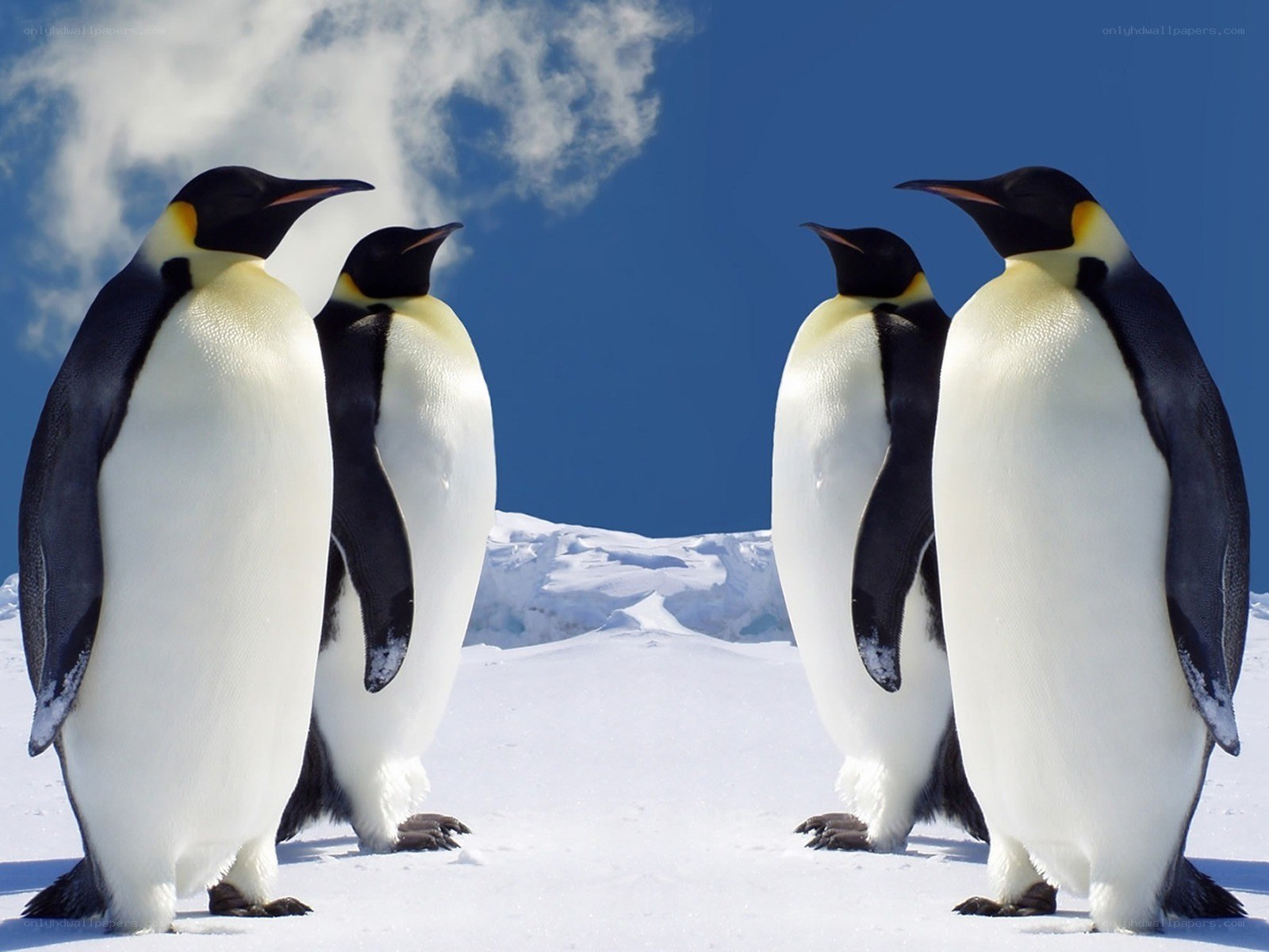 Penguins on snowy landscape