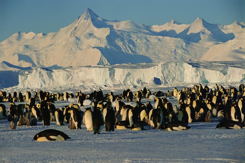 Penguins on snowy landscape