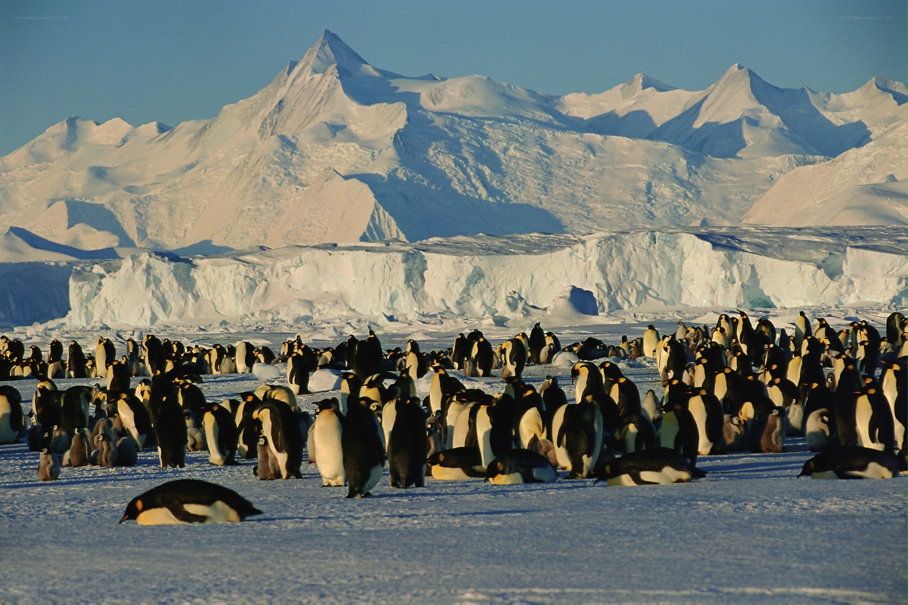 Penguins on snowy landscape