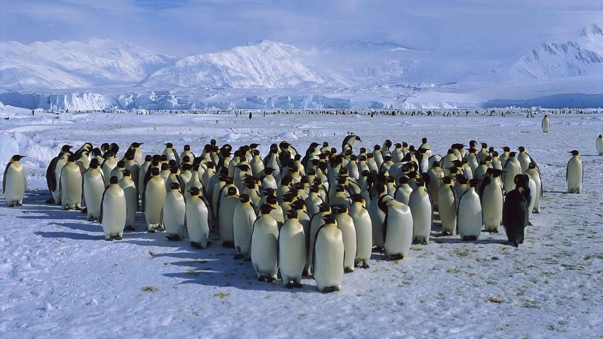 Penguins on snowy landscape