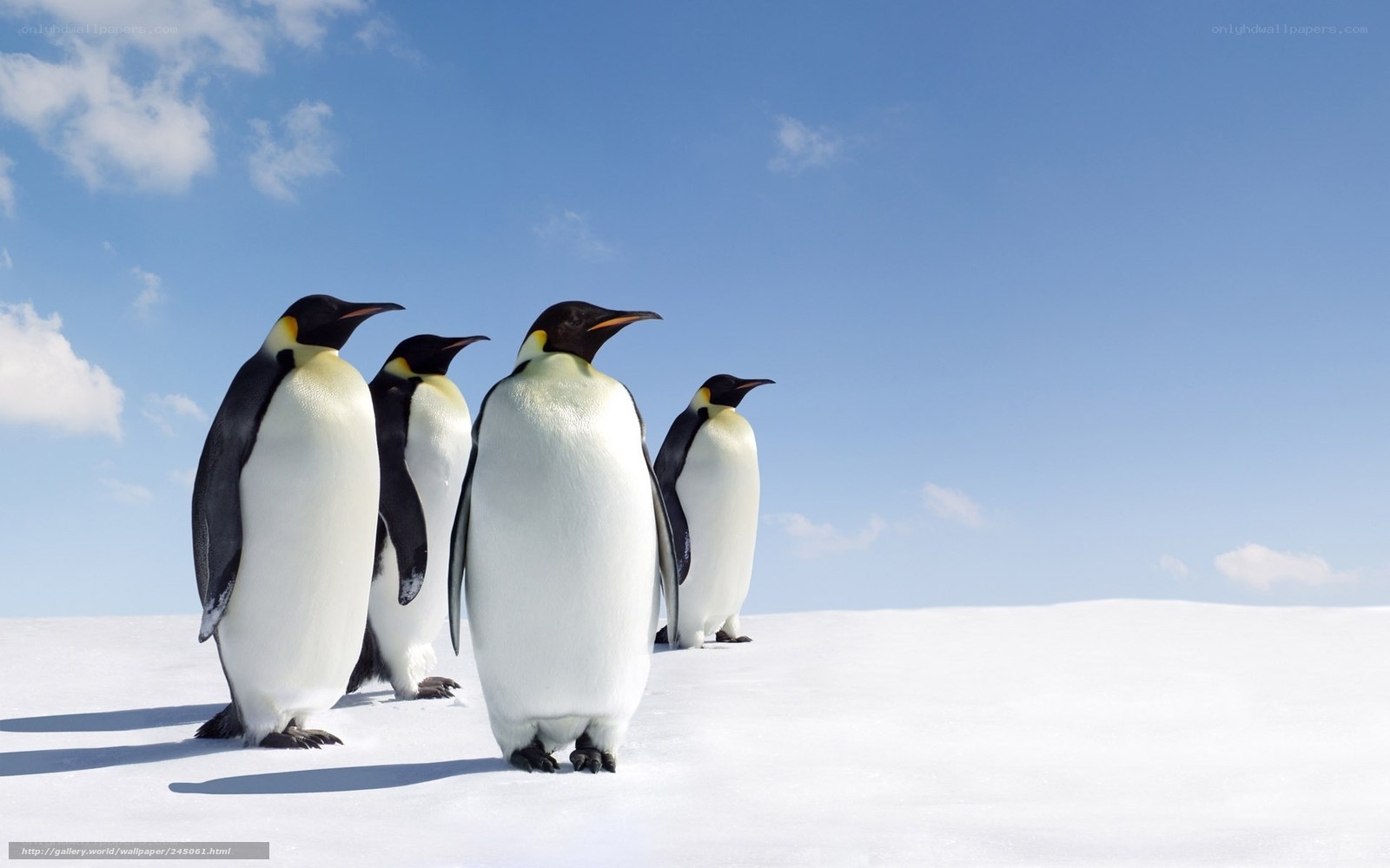 Penguins on snowy landscape