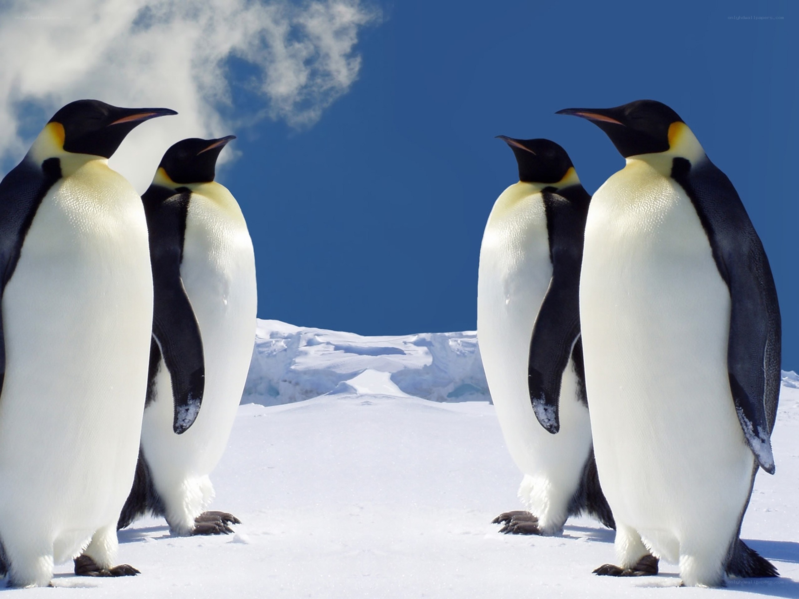 Penguins on snowy landscape