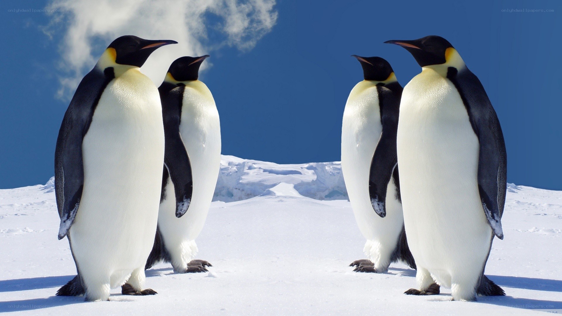 Penguins on snowy landscape