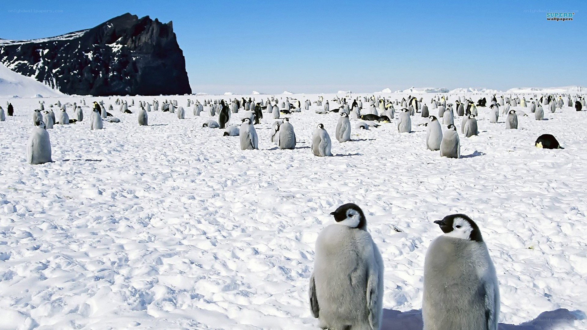 Penguins on snowy landscape