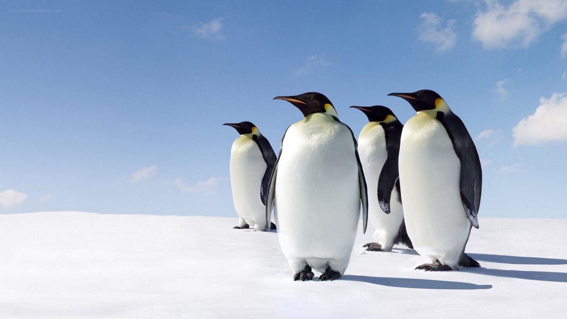 penguins on snowy landscape